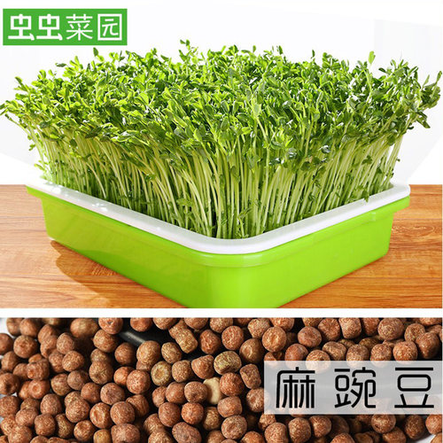 阳台蔬菜种子四季阳台荷兰豆四季