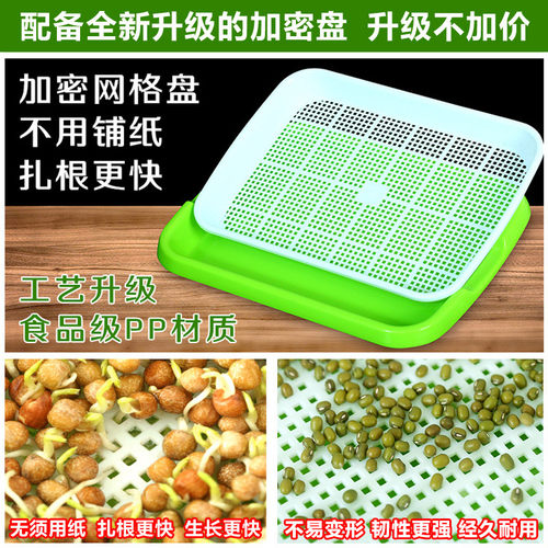 芽苗菜育苗豌豆苗豆芽无土栽培