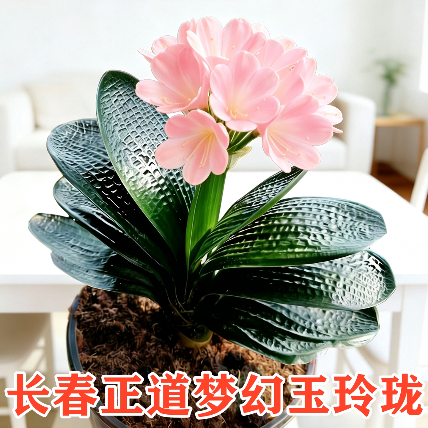 长春正道君子兰盆栽 名贵粉花玉玲珑 短叶圆头麻脸钢板油匠绿植苗