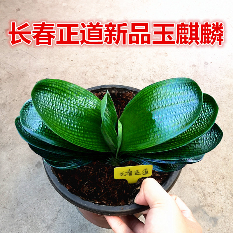 长春君子兰玉麒麟短叶麻脸高端图片