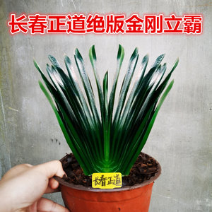 长春新款精品君子兰 金刚立板霸王 油匠麻脸深坑纹宽短叶盆栽小苗
