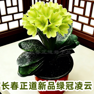 长春正道高档绿花君子兰盆栽 绿冠凌云 短叶麻脸圆头和尚室内绿植