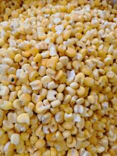 东北粘大碴子一斤500克 整粒玉米农家苞米茬子粥五谷杂粮粗粮特产