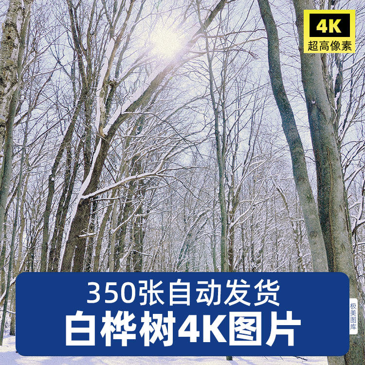 高清4k白桦树树林树木树叶风景图片照片背景图片海报广告设计素材