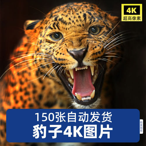 高清豹子金钱豹猎豹花豹美洲雪豹野生猫科动物摄影素材照JPG图片