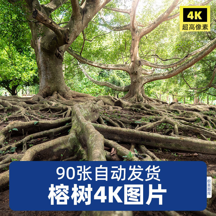 高清4k榕树图片老树热带植物榕树照片旅游风景ps海报设计素材