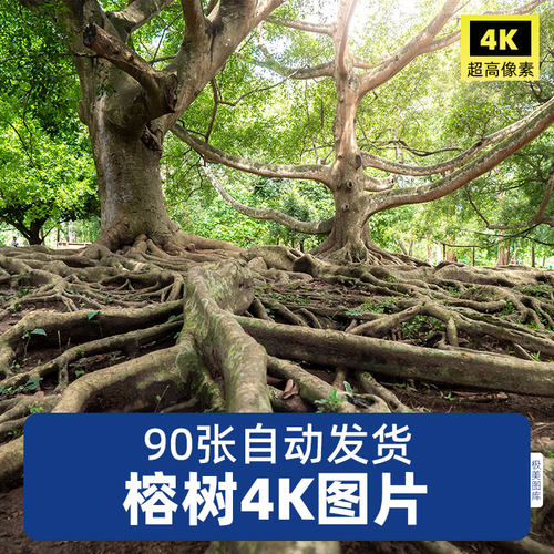 高清4K榕树图片老树热带植物榕树照片旅游风景PS海报设计素材