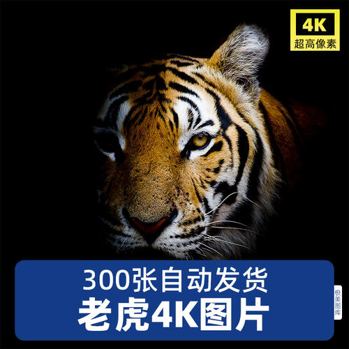 高清4K老虎图片猛虎咆哮姿态东北孟加拉苏门答腊摄影照JPG素材