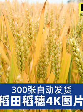 高清4K稻田稻穗图片插秧苗丰收割农民金黄水梯田谷摄影JPG素材