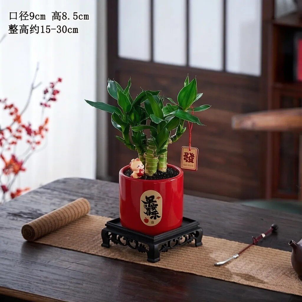 风水富贵竹招财文昌竹桌面绿植小盆栽水培竹子办公书房植物摆件