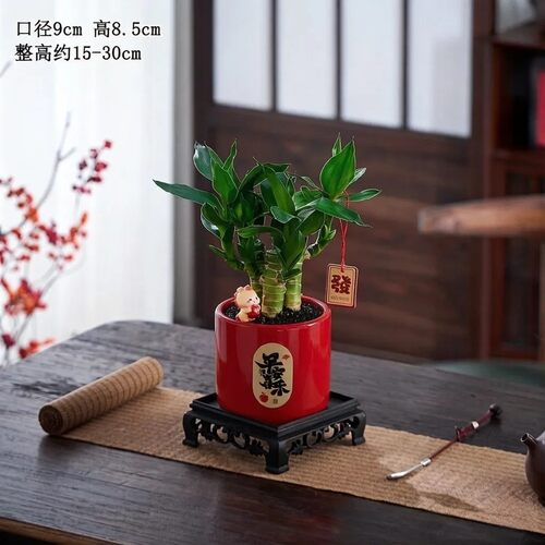 【马上富贵】富贵文昌竹桌面植物