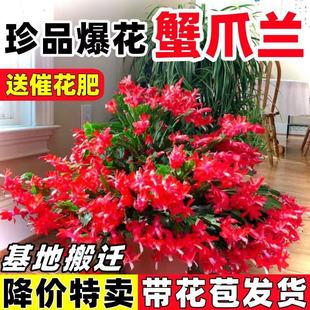 【带花苞】蟹爪兰多色盆栽四季家养花卉办公桌面阳台庭院多肉绿植