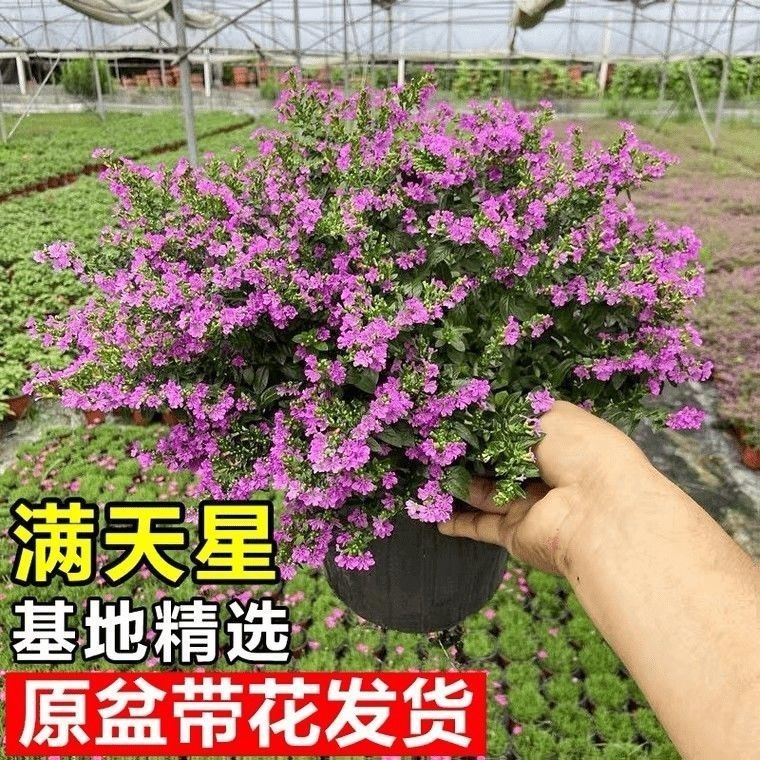 四季循环开花植物全年花期300天图片