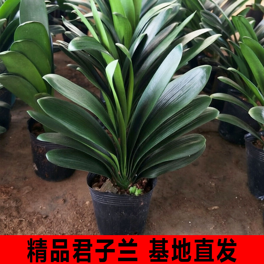 特级君子兰大苗带花苞室内好养