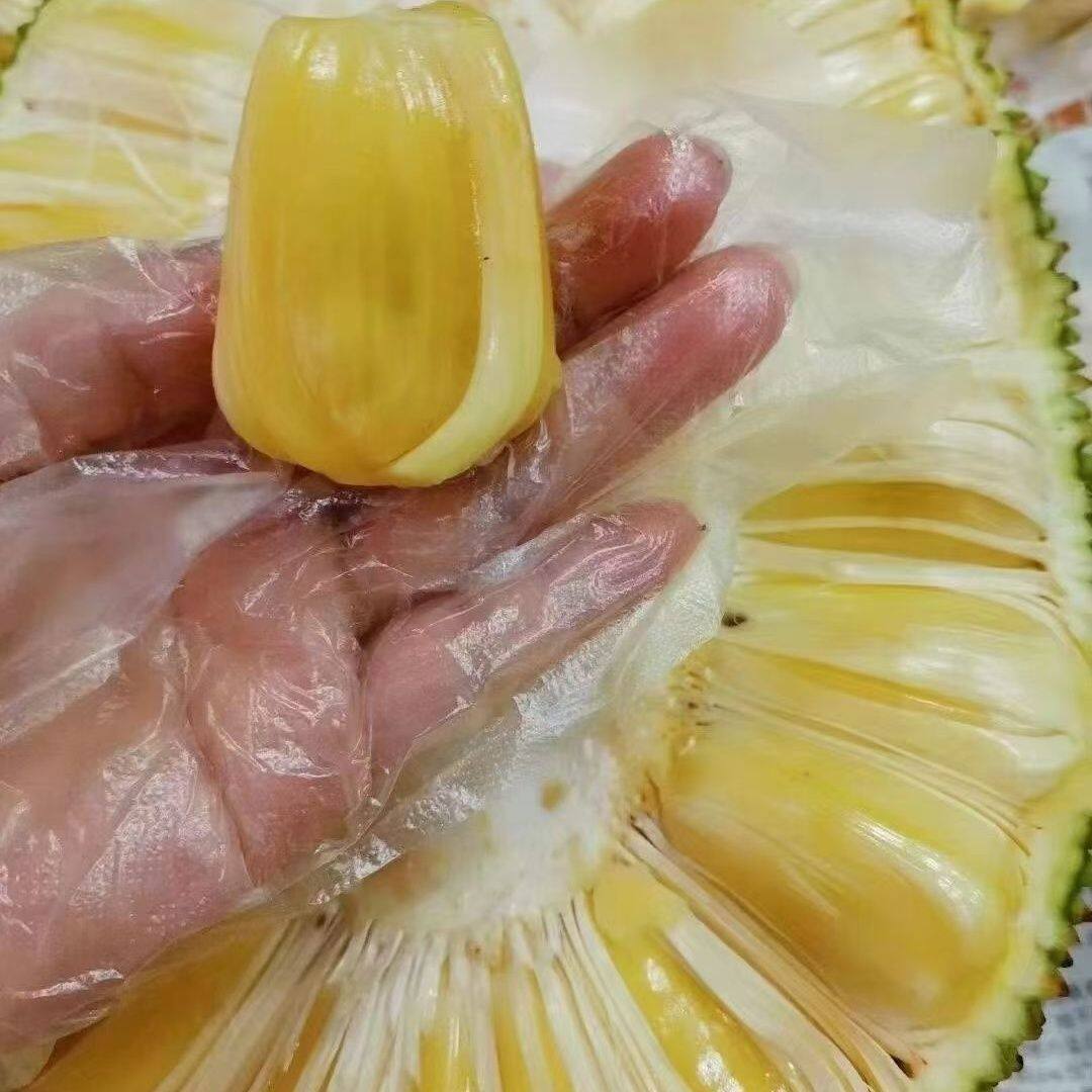 【果园直发】广东茂名湛江正宗无胶菠萝蜜新鲜菠萝蜜一整个菠萝蜜