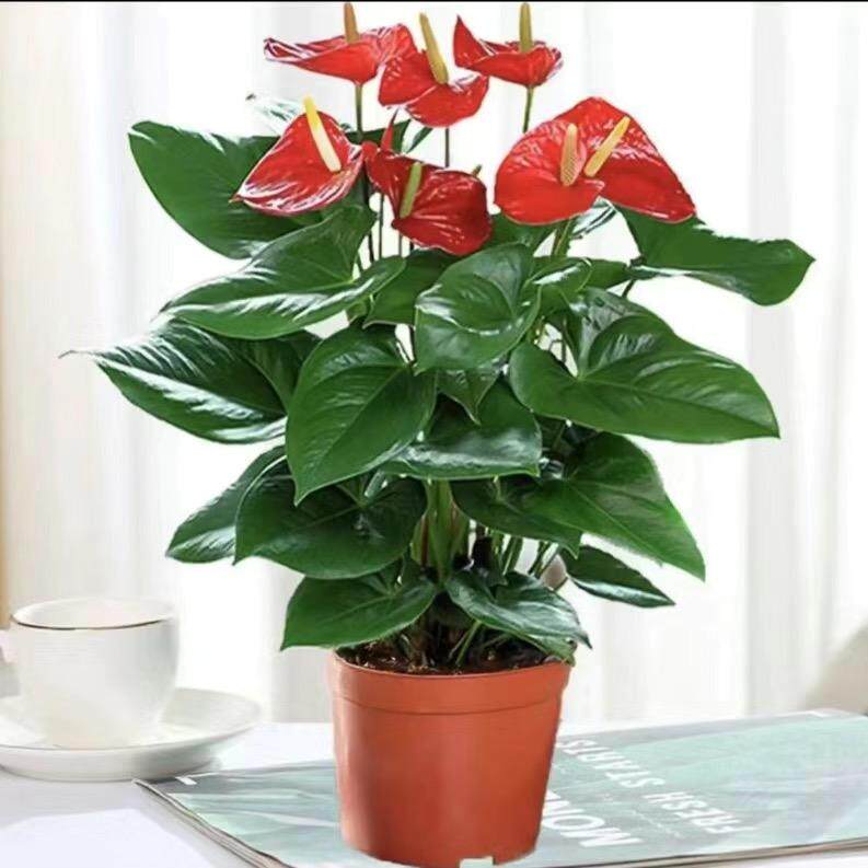 【带花发货】红掌粉掌白掌花水培土培室内盆栽四季开花卉植物绿植