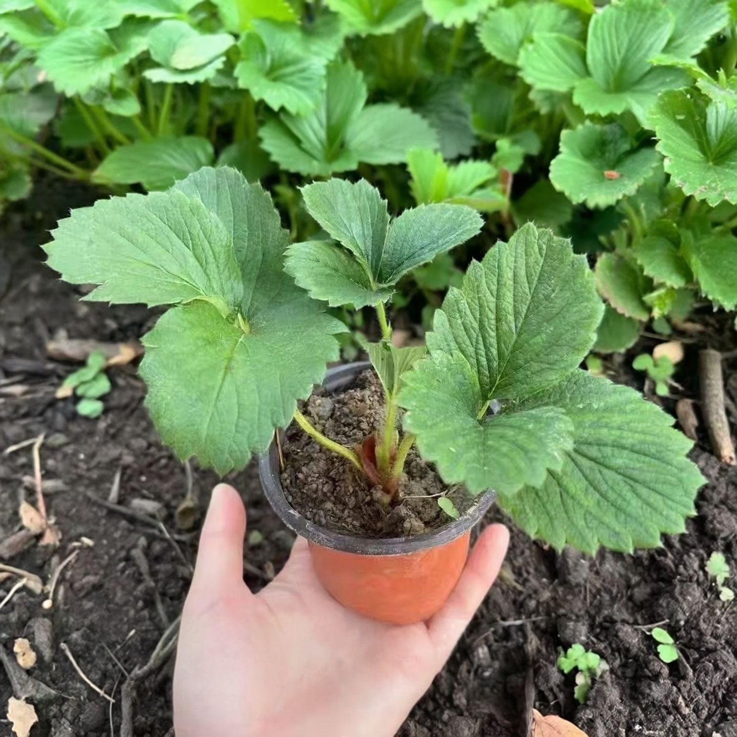 草莓苗双色杯种植四季奶油大果