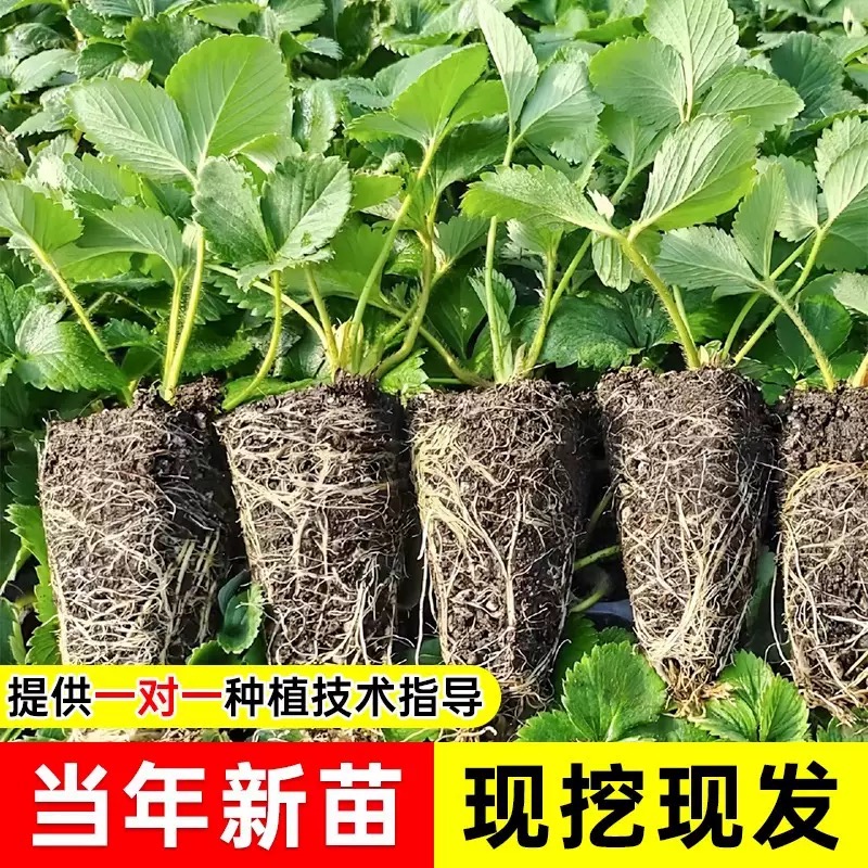 草莓苗四季盆栽食用奶油隋珠红颜