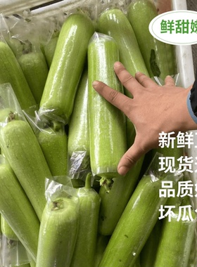 福建现摘头茬白玉丝瓜牛奶丝瓜新鲜蔬菜菜瓜肉丝瓜湘菜专用菜供应
