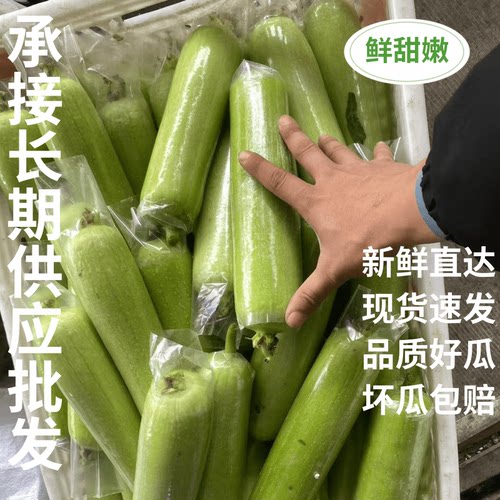 【品质好丝瓜】新鲜甜嫩当季现摘