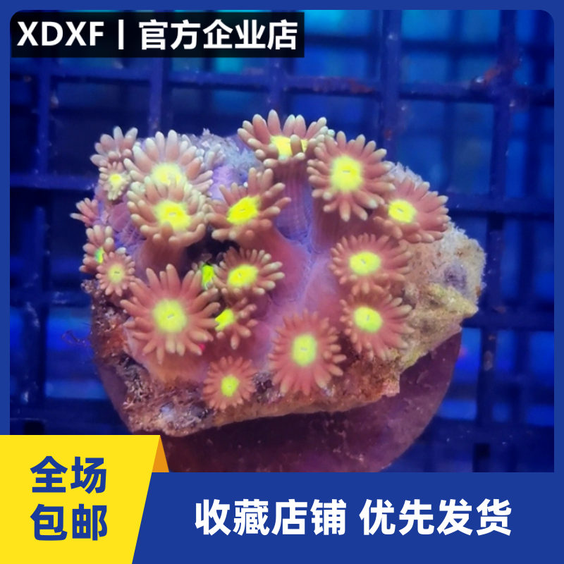 xdxf丨官方lps软体活珊瑚 马蹄花 黄金宝石花 菠萝丁 红绿莲子