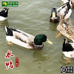 民笙湿地放养水鸭正宗农家自养土麻鸭农村散养鸭现杀新鲜肉土鸭