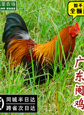 广东果园阉鸡毛重5斤正宗农村土鸡新鲜现杀散养线鸡走地家鸡扇鸡