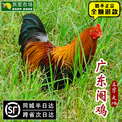 广东走地扇鸡五谷阉鸡
