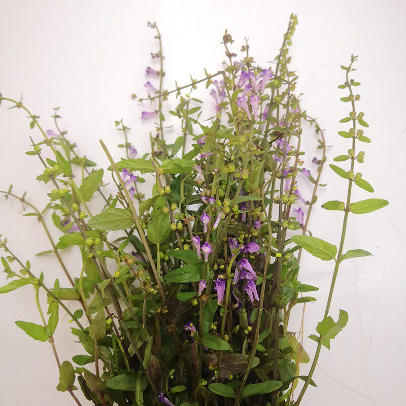 半枝莲 白花蛇舌草种子500粒蛇草百花半只连半支莲蛇蛇草籽野生种