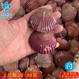 青岛野生鲜活海鲜海红小扇贝2斤装贝壳满膏满黄 小元贝栉孔贝水产