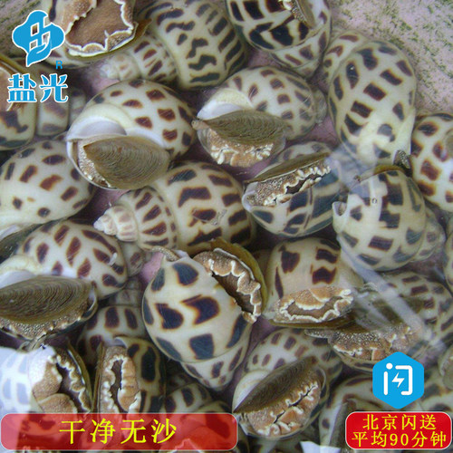 鲜活花螺新鲜500g北京闪送海鲜水产东风螺海猪南风螺海螺贝类贝壳