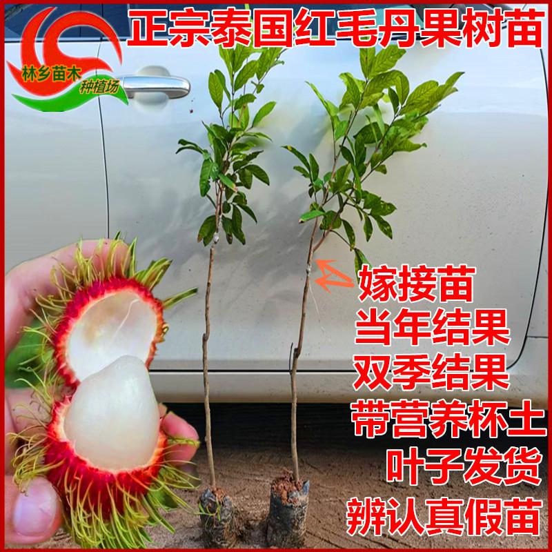 红肉丹东红毛丹果树苗嫁接苗高产