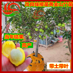 嫁接苗当年开花结果山竹果树苗黄金山竹泰国山竹苗盆地栽庭院种植