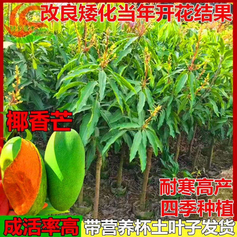 芒果树嫁接苗盆地栽庭院种植当年结果鸡蛋芒大金煌小台农苗桂七苗