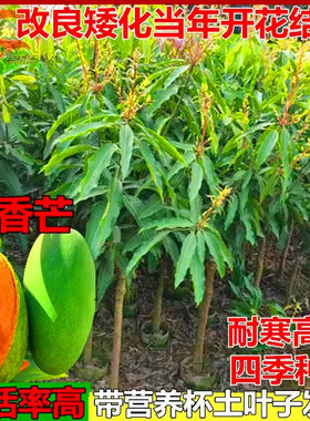 常绿盆地栽芒果树苗旺顺果苗高产
