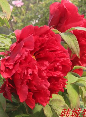 菏泽阳台地栽牡丹花苗