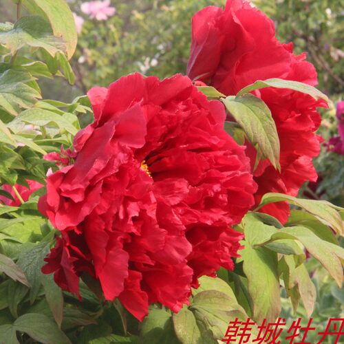 菏泽阳台地栽牡丹花苗