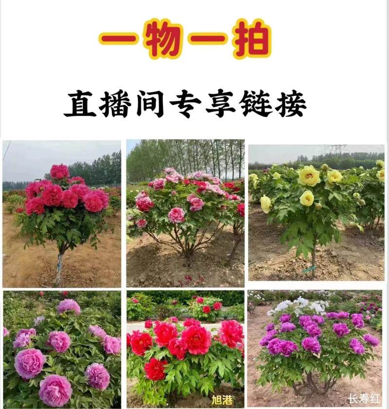直播间一物一拍黑绿黄复色花王盆栽地栽阳台庭院正宗观赏千层大花