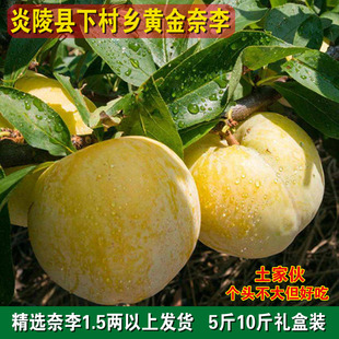 湖南炎陵高山黄金奈李果农直发李子孕妇儿童水果柰李5斤10斤包邮