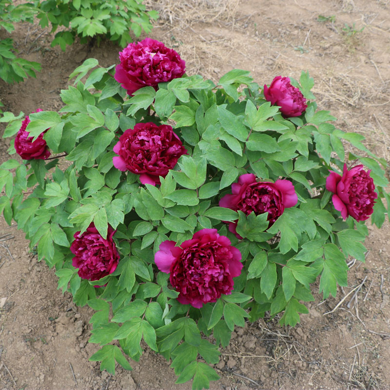 粉色菏泽庭院盆栽花卉牡丹苗