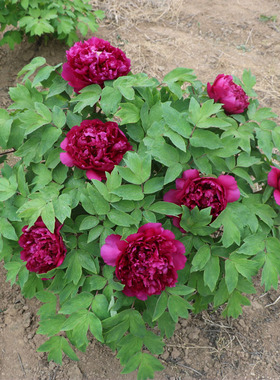 紫色牡丹花苗 国产品种 趣味庭院阳台客厅植物绿植微型花卉室内