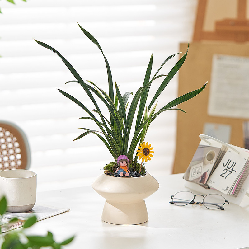 建兰神童冠金边兰花盆栽室内客厅耐阴好养植物办公室桌面绿植摆件