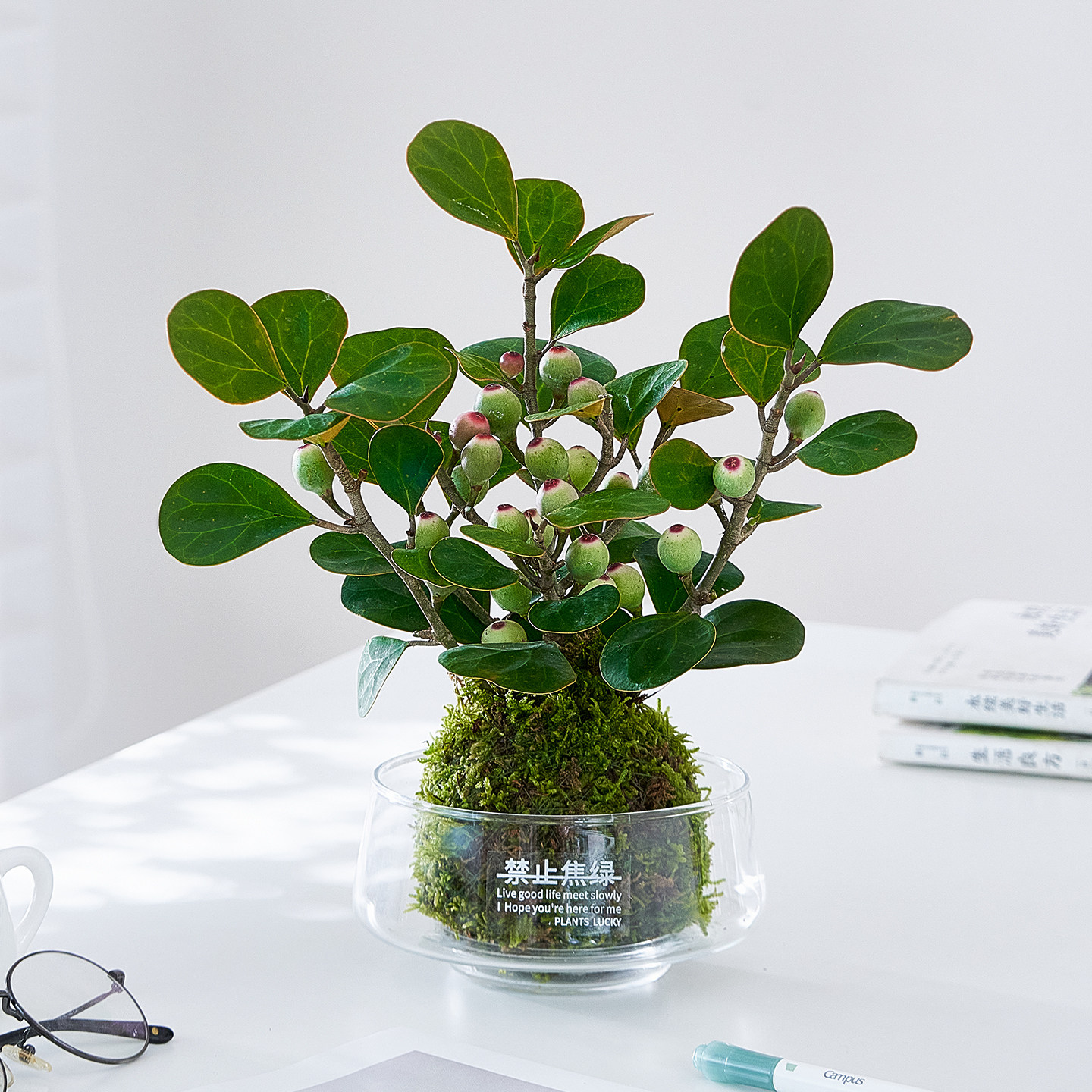 小盼菩提苔藓球水培植物办公室内桌面好养易活花卉绿植观果盆栽树