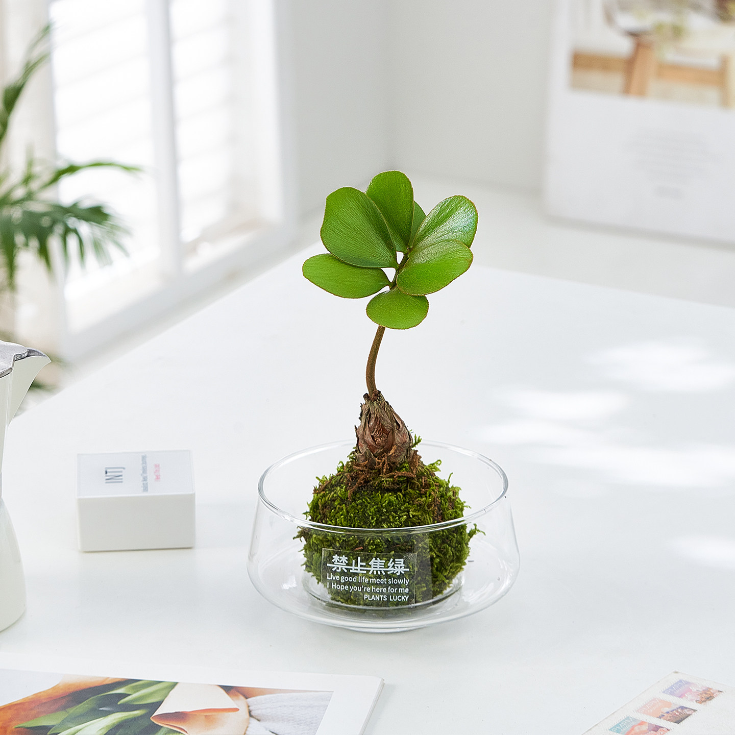 老桩墨西哥铁树盆栽苔藓球四叶草水培植物室内客厅办公桌迷你绿植