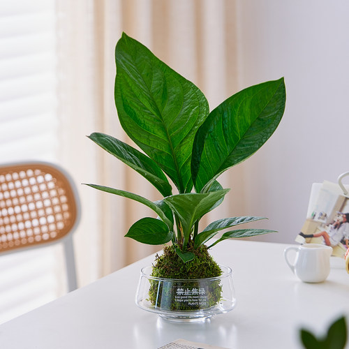 聚宝盆苔藓球水培植物送礼盆栽