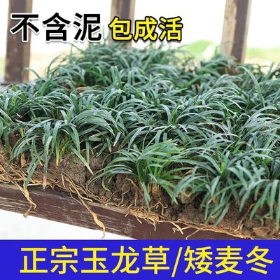 麦冬草玉龙草矮麦冬庭院四季常青中叶麦冬耐寒园林绿化细叶麦冬草