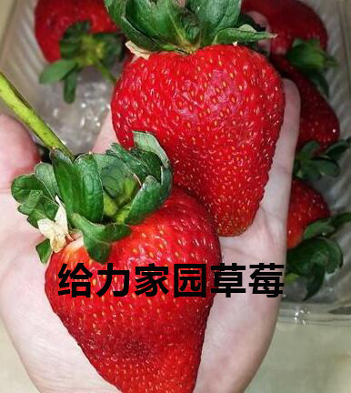 草莓种子自抠桃醉弥生姬雪兔恋心紫霞随珠玉颜不枯莓梦香天空