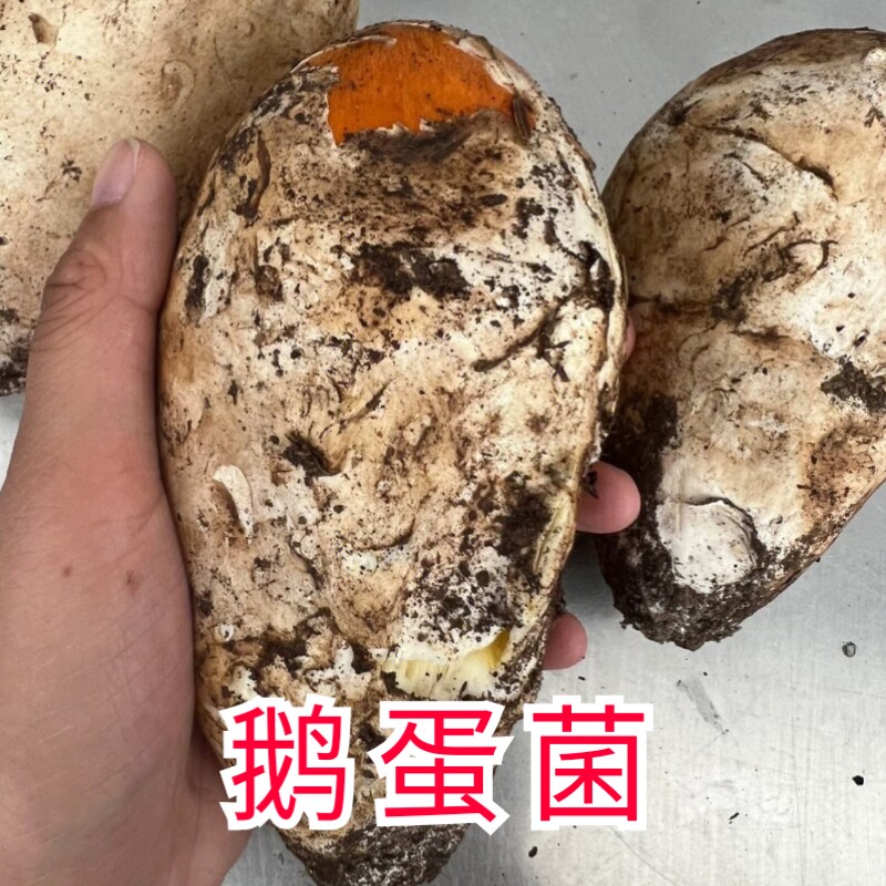 凉山野生新鲜鹅蛋菌500g顺丰冷链