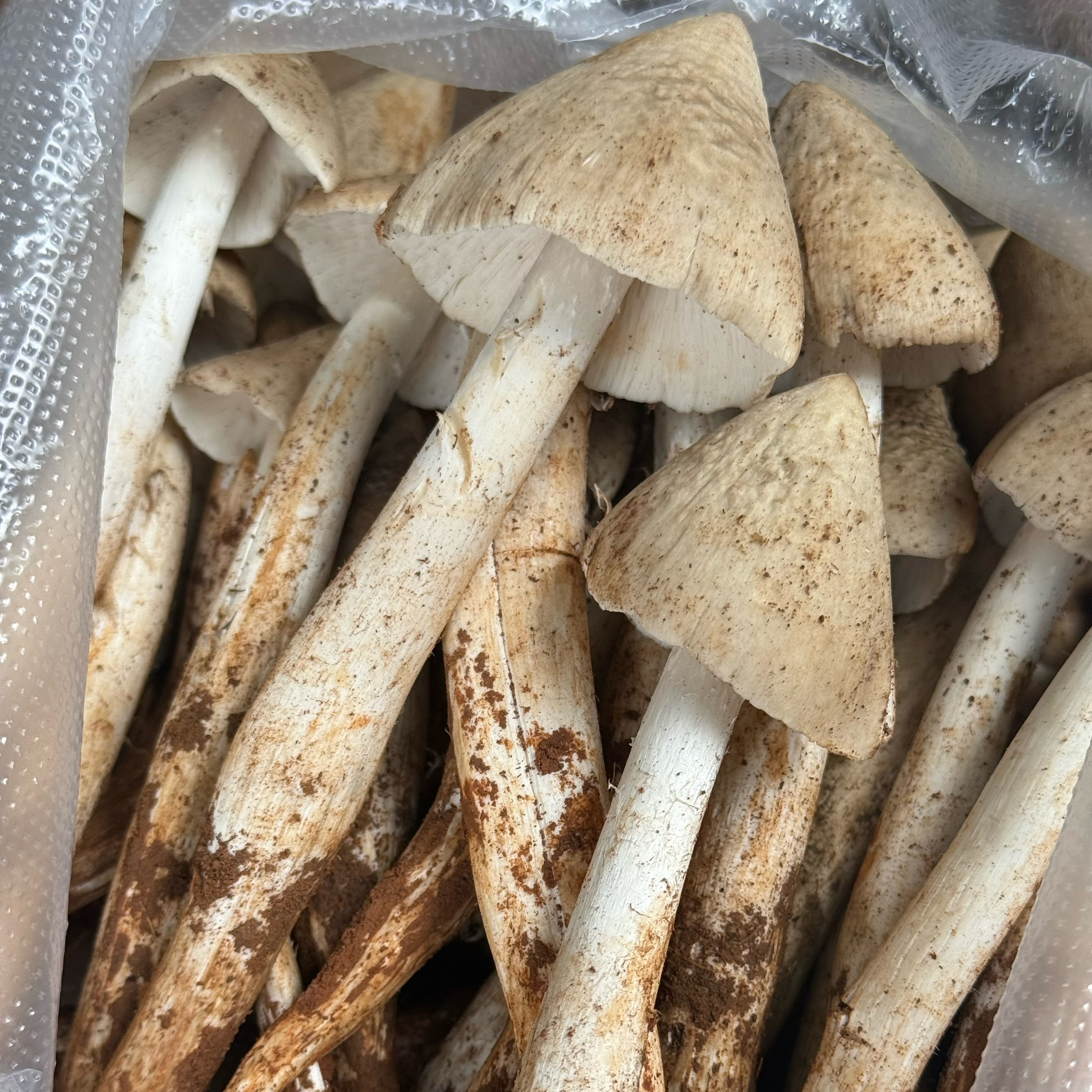 新鲜野生火把鸡枞菌肉爽清甜美味原材料煲汤炒菜顺丰冷空运次日达