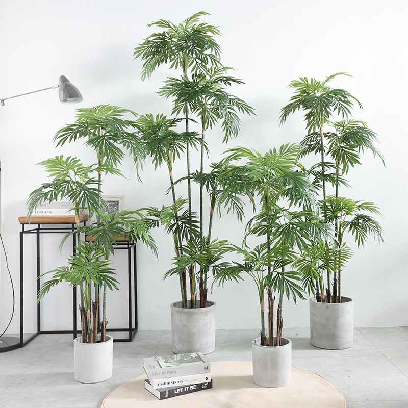 巴西铁树热带绿植造景